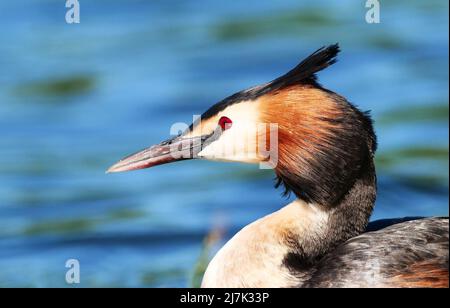 Berlin, Allemagne. 09th mai 2022. 09.05.2022, Berlin. Un grand Grebe à crête (Podiceps cristatus) se trouve sur son nid sur le lac Wannsee. Crédit: Wolfram Steinberg/dpa crédit: Wolfram Steinberg/dpa/Alay Live News Banque D'Images