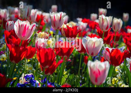 Fleurs vives et colorées de nombreux tulipes, dont certains rouge et blanc, les autres rouge, à la lumière d'un après-midi de printemps Banque D'Images
