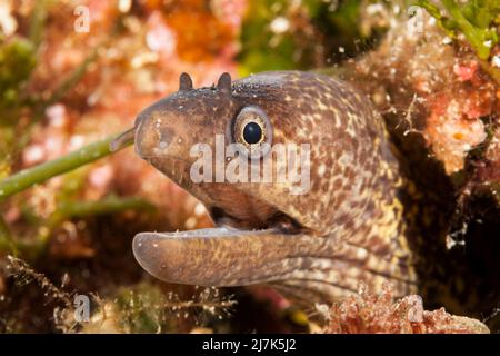 Moray méditerranéen, Muraena helena, Île de vis, Mer méditerranée, Croatie Banque D'Images