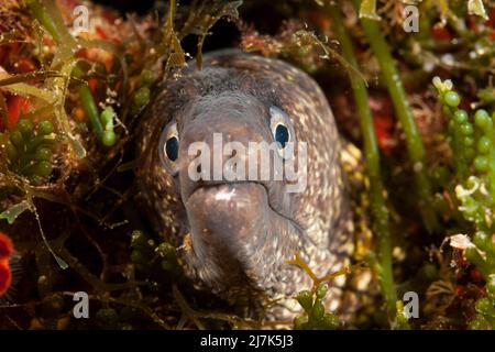 Moray méditerranéen, Muraena helena, Île de vis, Mer méditerranée, Croatie Banque D'Images