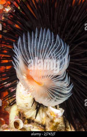 Tube Worm, Protula Spec., vis Island, Méditerranée, Croatie Banque D'Images