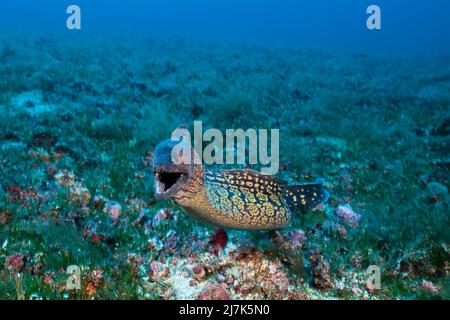 Moray méditerranéen, Muraena helena, Île de vis, Mer méditerranée, Croatie Banque D'Images