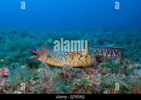 Moray méditerranéen, Muraena helena, Île de vis, Mer méditerranée, Croatie Banque D'Images