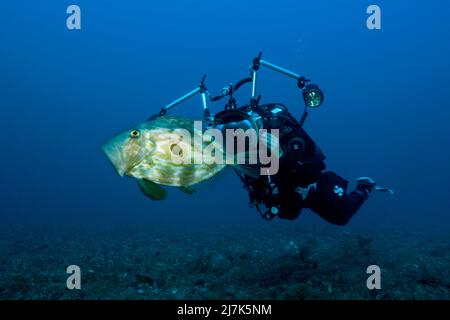 John Dory an Scuba Diver, Zeus Faber, île de vis, mer Méditerranée, Croatie Banque D'Images