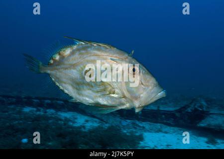 John Dory, Zeus Faber, Île de vis, Mer méditerranée, Croatie Banque D'Images