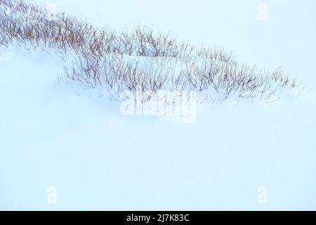 Herbe sèche dorée sous la neige moelleuse dans une journée suny Banque D'Images