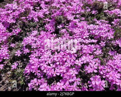 Fleurs de Phlox subulata dans le graden au printemps. Banque D'Images