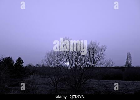 Coucher de soleil en hiver sur la rivière Stour avec arbre isolé Banque D'Images