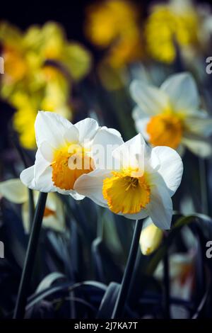 Concentrez-vous sur deux jonquilles en lit de fleurs au printemps Banque D'Images