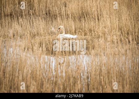 Mute Cyan se reproduisant sur un nid dans les roseaux sur le DARRS près de Zingst. Animaux sauvages dans la nature. Oiseaux élégants Banque D'Images