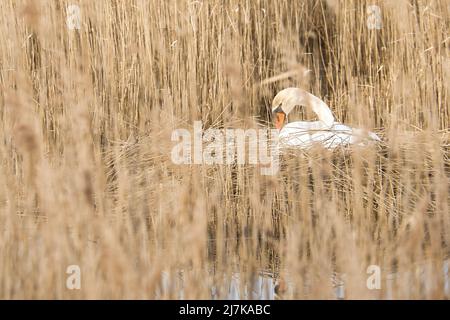 Mute Cyan se reproduisant sur un nid dans les roseaux sur le DARRS près de Zingst. Animaux sauvages dans la nature. Oiseaux élégants Banque D'Images