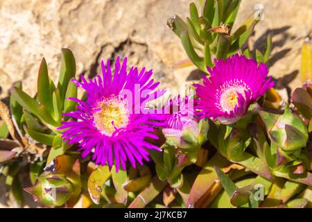 Carpobrotus acinaciformis, communément appelé elands sourfig, Elandssuurvy ou Sally-my-handsome Banque D'Images