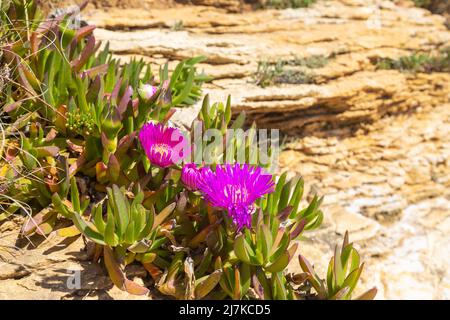 Carpobrotus acinaciformis, communément appelé elands sourfig, Elandssuurvy ou Sally-my-handsome Banque D'Images