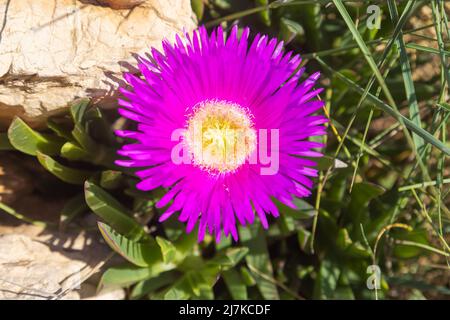 Carpobrotus acinaciformis, communément appelé elands sourfig, Elandssuurvy ou Sally-my-handsome Banque D'Images