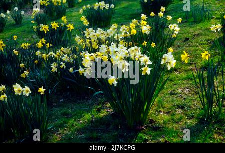 Glasgow Ecosse jonquilles dans les jardins botaniques de Glasgow Banque D'Images