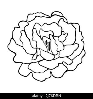 Esquisse Rosa. Silhouette de fleur en forme de doodle. Dessin simple à la main d'une fleur. Contour noir. Illustration vectorielle. Illustration de Vecteur