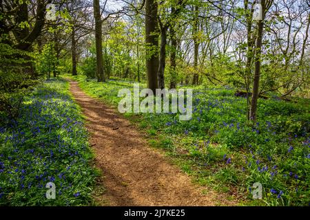 Spring Bluebells le long du chemin à travers Oxhill Wood, Cotswolds, Angleterre Banque D'Images