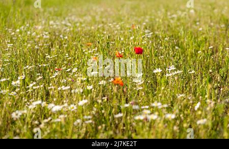 Coquelicots et daises sauvages dans un champ de fleurs Banque D'Images