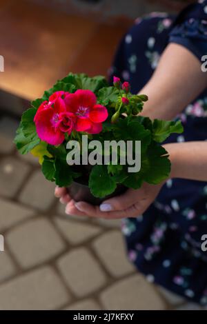 Fleur de pélargonium ou de pélargonium grandiflorum. Gros plan sur le pélargonium rose de la Regal. Grandiflora royal pelargonium cultivar Burghi. Belle grande Banque D'Images