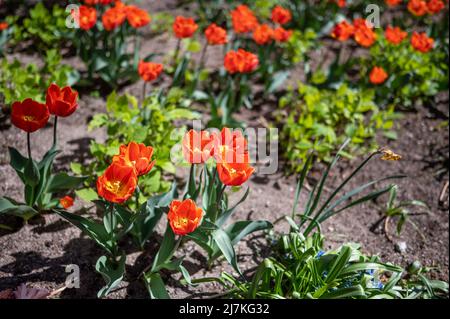 Les tulipes fleurissent lors d'une journée de printemps ensoleillée au début de mai 2022 à Norrkoping, en Suède Banque D'Images