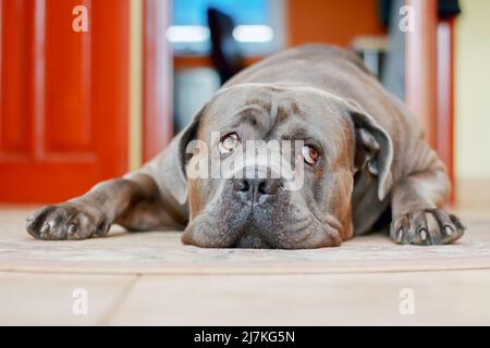 Triste chien de canne corso allongé sur la moquette de la maison Banque D'Images