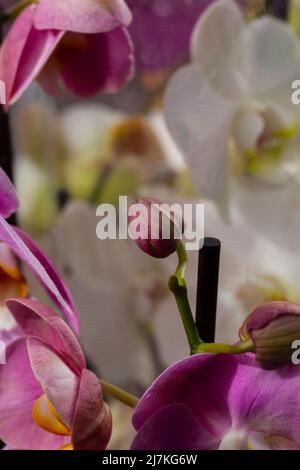 Fleur d'orchidée violette phalaenopsis, phalaenopsis ou falah sur fond blanc. Fleur de phalaenopsis pourpre. Connue sous le nom d'orchidées de papillon. Foyer sélectif Banque D'Images