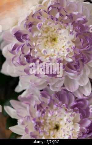 Chrysanthèmes violets et blancs sur un arrière-plan flou gros plan. De magnifiques chrysanthèmes lumineux fleurissent en automne dans le jardin Banque D'Images