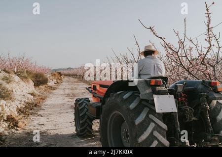 Vue arrière d'un agriculteur mâle anonyme qui conduit un tracteur près d'abricots en fleurs qui poussent à la campagne le jour de l'été Banque D'Images