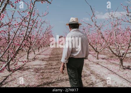 Vue arrière d'un fermier mâle méconnu qui se balade sur un sentier le long d'abricots fleuris avec des fleurs roses dans le verger Banque D'Images