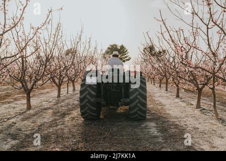 Vue arrière d'un agriculteur mâle anonyme qui conduit un tracteur près d'abricots en fleurs qui poussent à la campagne le jour de l'été Banque D'Images