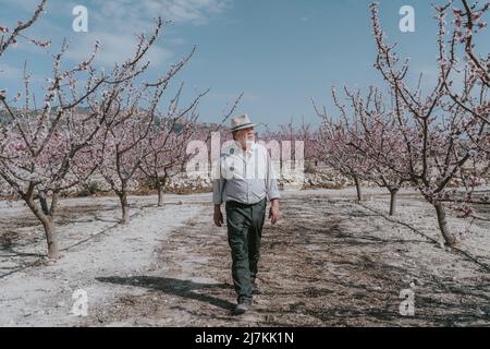 Fermier mâle mature qui regarde loin en marchant près des abricots en fleurs dans le verger Banque D'Images