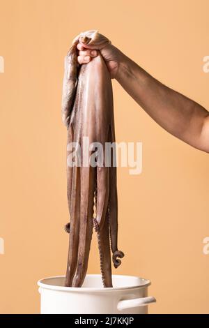 Main de la récolte anonyme personne tenant l'poulpe brute entière avec des tentacules sur pot blanc sur fond marron dans la pièce de lumière Banque D'Images