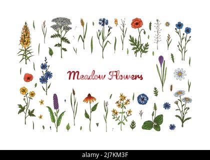 Ensemble d'illustrations vectorielles botaniques colorées dessinées à la main de fleurs de prairie et d'herbes Illustration de Vecteur
