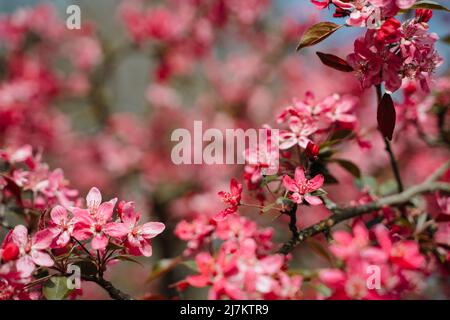 Magnifique Malus Praire Fire Crabapple rose vif floraison dedans Printemps avril Banque D'Images