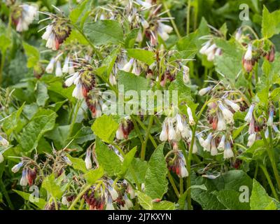 Masse de fleurs roses, blanches et violettes de comfrey, Symphytum x uplandicum. Plante médicinale. Banque D'Images