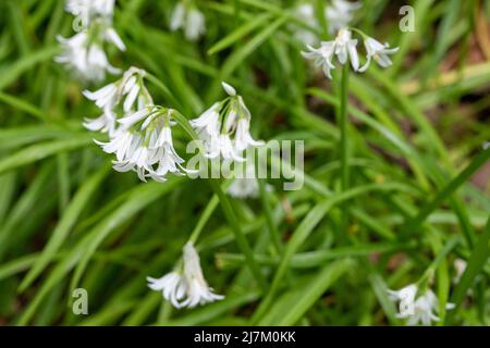 La plante comestible, le poireau à trois corneaux (Allium triquetrum) en fleur au Royaume-Uni. Banque D'Images