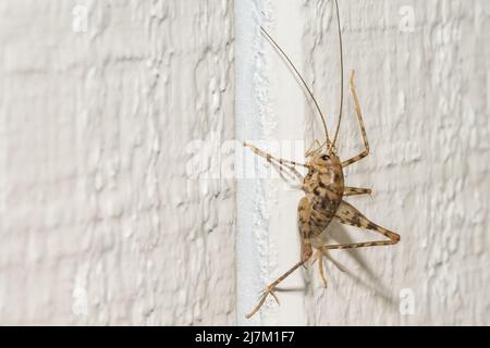 Un gros plan d'un Camel Cricket grimpant le mur dans un sous-sol. Banque D'Images