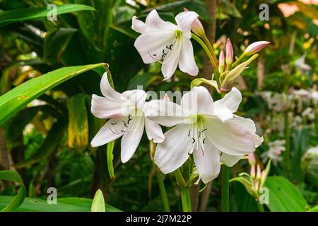 Crinum moorei fleurs fleuries, vue rapprochée, avec fond vert de jardin Banque D'Images