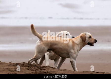 chiens jouant sur la plage de sopelana Banque D'Images