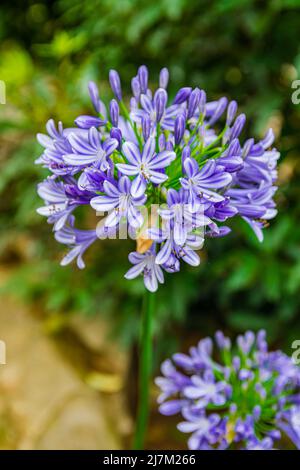 Agapanthe commun (Agapanthus praecox), avec fond de feuilles vertes Banque D'Images
