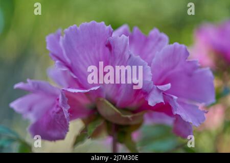 Pivoine rose luxuriante et colorée, fleurs de paeonia en gros plan Banque D'Images