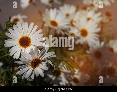 Grandes pâquerettes décoratives dans le jardin au coucher du soleil Banque D'Images