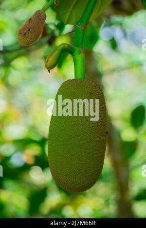 Jackfruit ou Jack Tree (Artocarpus heterophyllus). Jackfruit vert suspendu sur l'arbre. C'est le fruit national du Bangladesh. Extrêmement beau Banque D'Images