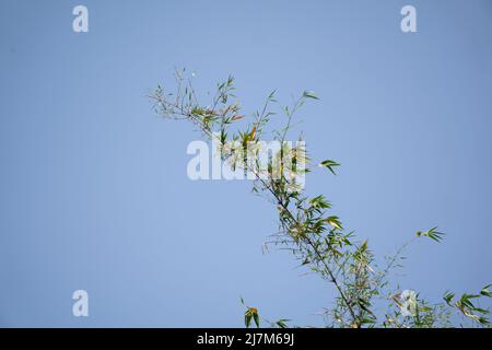 Les bambous veulent toucher le ciel bleu. Les feuilles de bambou vertes brillent à la lumière du soleil. L'image est très belle sur fond bleu Banque D'Images