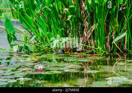 Canard noir bec rouge nageant dans l'étang, près d'une fleur de lotus. Flore et nature. BAM, Biblioteca degli alberi, Milan, italie Banque D'Images