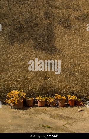 Sept pots de plantes à fleurs jaunes alignés sur un mur dans le village de Roc en Istrie, dans l'ouest de la Croatie Banque D'Images