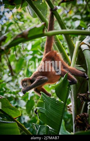 Le singe araignée de Geoffroy (Ateles geoffroyi) ou le singe araignée orné (Ateles geoffroyi ornatus), parc national de Corcovado, péninsule d'Osa, Costa Rica Banque D'Images