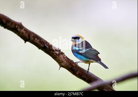 tanager à capuchon doré (Stilpnia larvata), Maquenque Eco Lodge, Costa Rica, Amérique centrale Banque D'Images