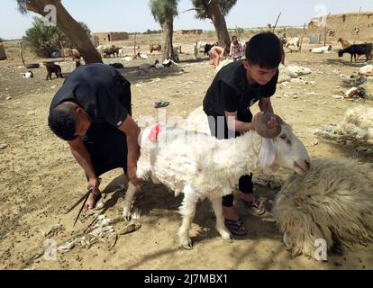 Bagdad, Irak. 10th mai 2022. Les éleveurs de bovins cisaillent des moutons dans une ferme située dans le nord de Bagdad, en Iraq, le 10 mai 2022. Credit: Khalil Dawood/Xinhua/Alamy Live News Banque D'Images