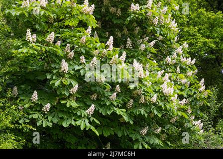 Un grand arbre de châtaignier à cheval (Aesculus hippocastanum) en pleine fleur de printemps Banque D'Images